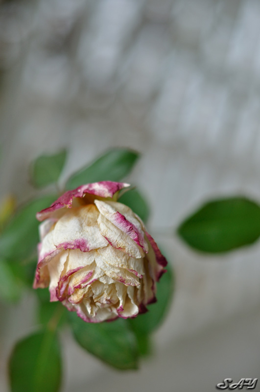 Name:  Rose 4 2.5.jpg
Views: 18
Size:  101.0 KB