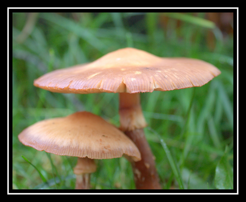 4548d1255204014-backyard-shroom-img_4937.cr2.jpg