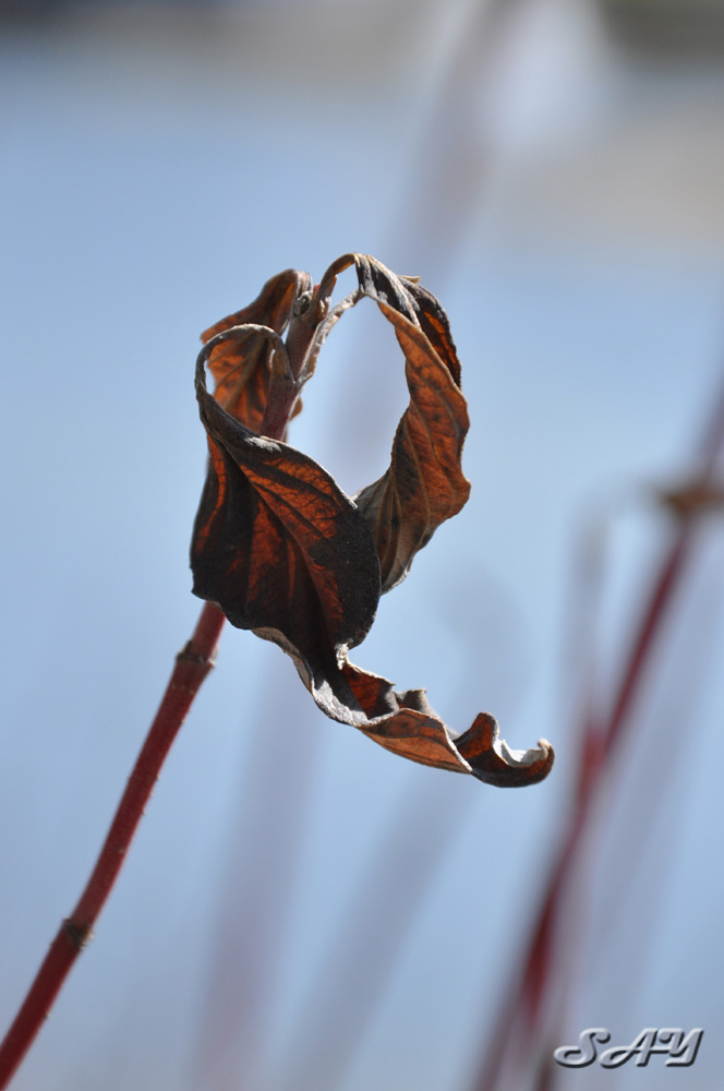 Name:  Leaves 4.jpg
Views: 28
Size:  123.4 KB