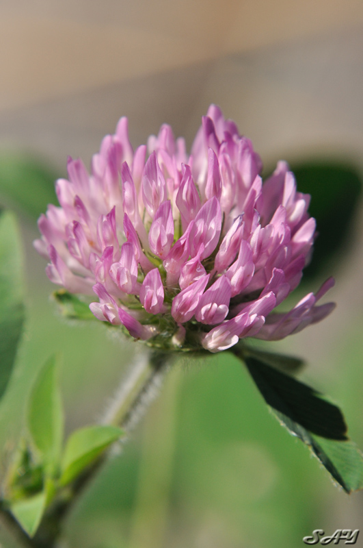 Name:  Flower 10.jpg
Views: 61
Size:  179.8 KB