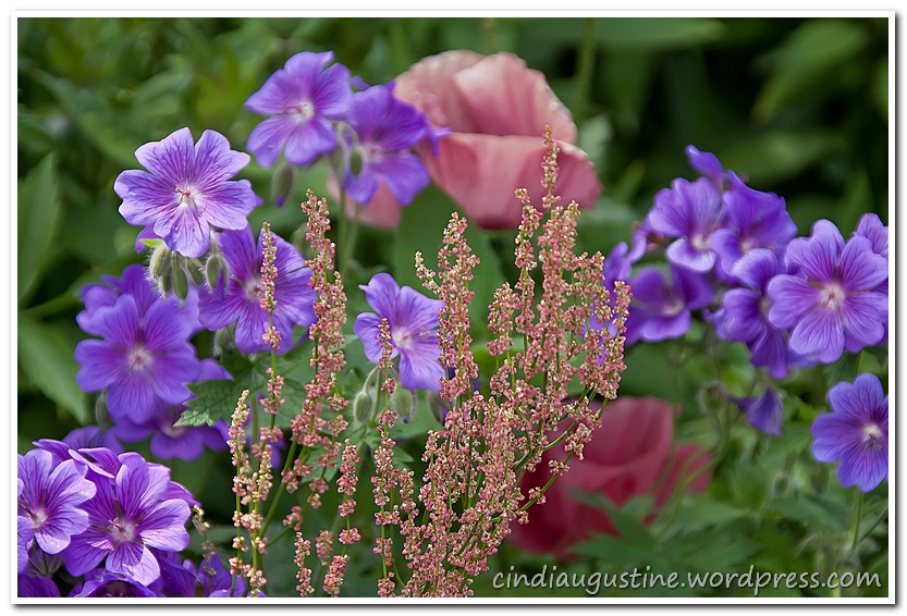 Name: Blue flower sm_June2011 sm_1.jpg
Views: 74
Size: 190.1 KB
