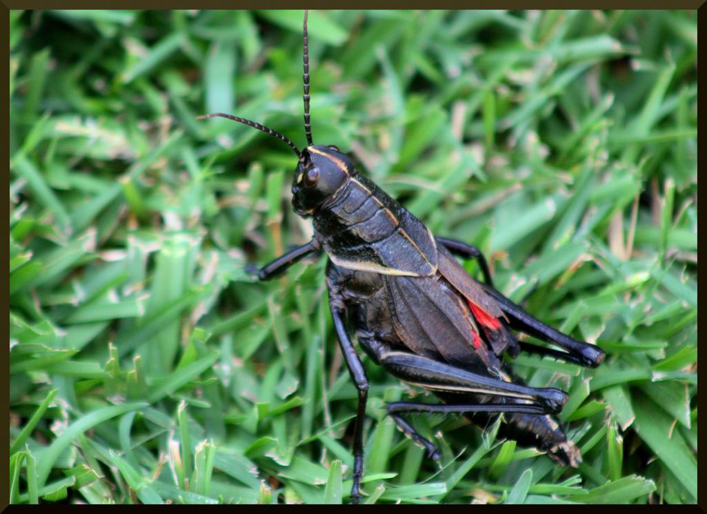 Beware of the Devil Horse!!!! Photography Forum