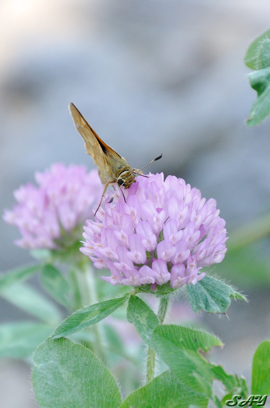 Name:  Butterfly 6.jpg
Views: 53
Size:  208.8 KB