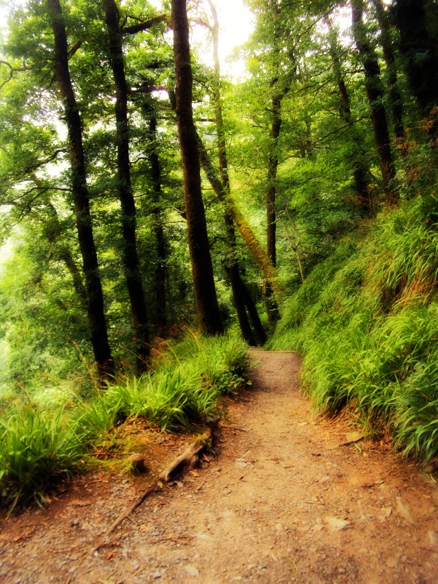 Name:  Forest trail.jpg
Views: 114
Size:  232.5 KB