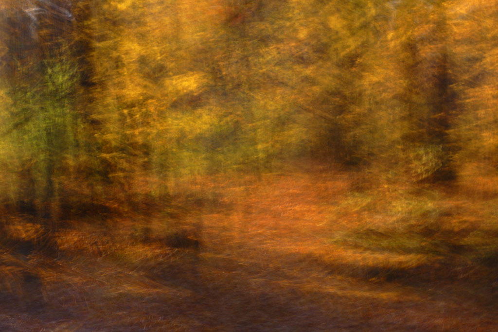 Name:  Autumn Impressionism.jpg
Views: 1839
Size:  153.6 KB