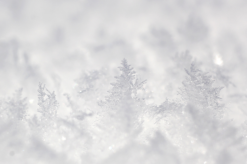Name:  Hoar Frost.jpg
Views: 732
Size:  141.6 KB