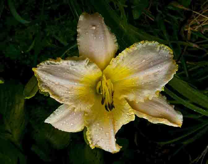 Name:  August frost,day lily, f22,1.90th  sec.  .jpg
Views: 441
Size:  36.4 KB