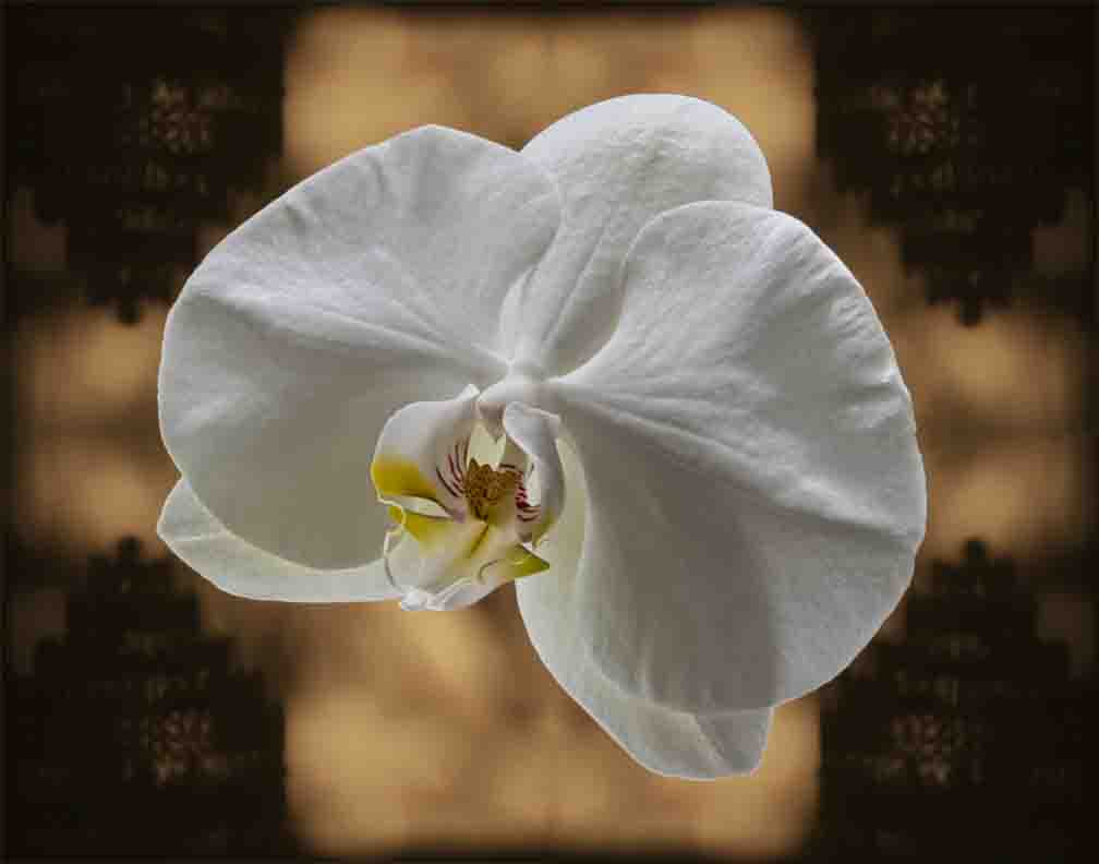 Name:  Orchid, backgrouind,f22 1.6th sec .jpg
Views: 337
Size:  36.4 KB