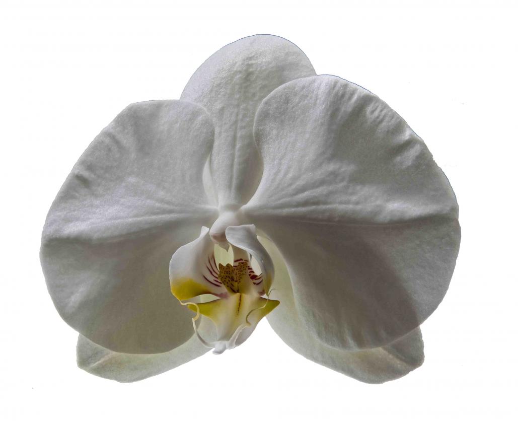 Name:  Orchid,clear background,f22, 1.6th  sec .jpg
Views: 353
Size:  52.5 KB