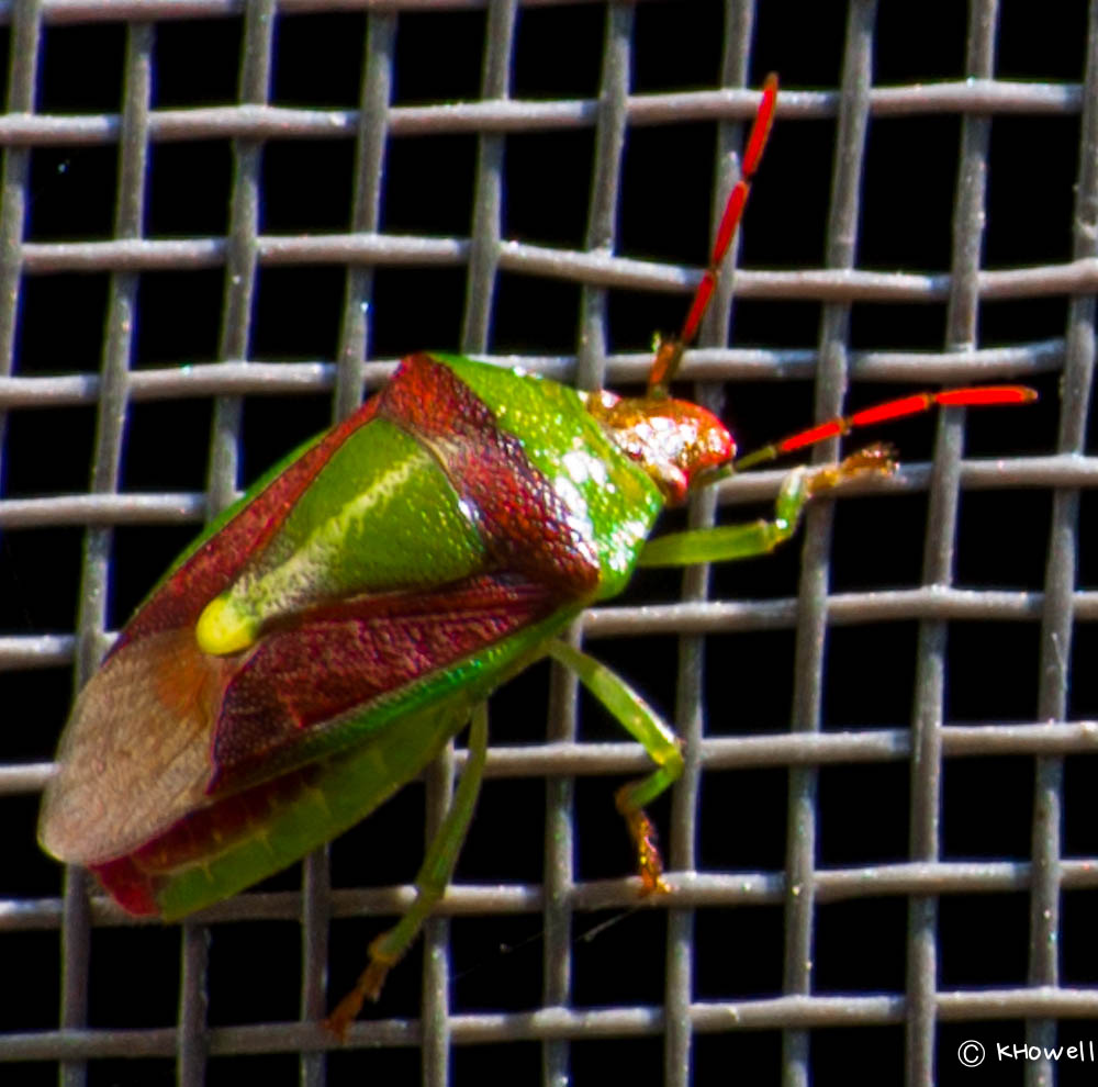 Name:  Bug (1 of 1).jpg
Views: 599
Size:  173.7 KB