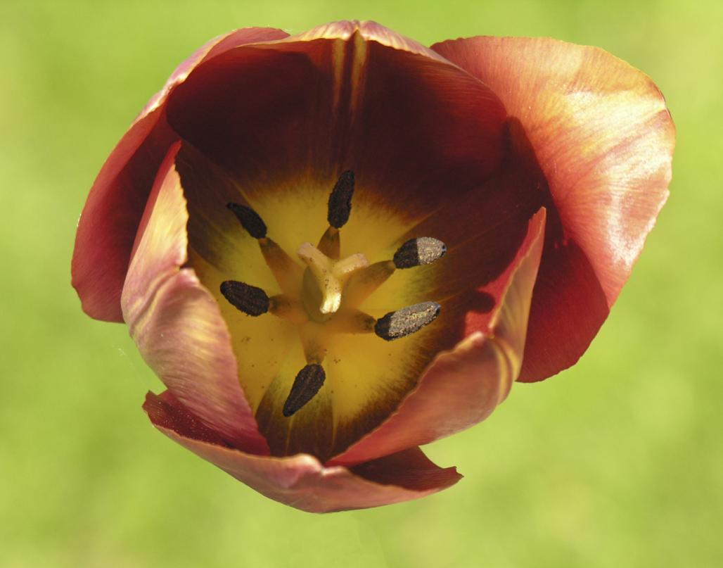 Name:  Prescott,garden,tulip .jpg
Views: 316
Size:  57.6 KB