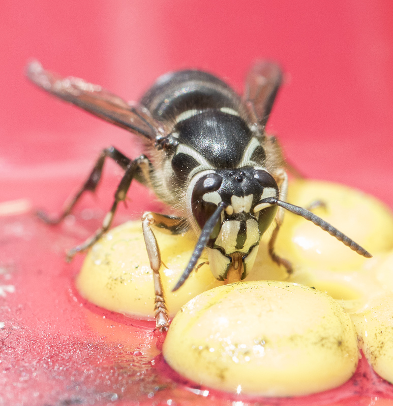 Name:  Aug macro 1.jpg
Views: 539
Size:  308.7 KB