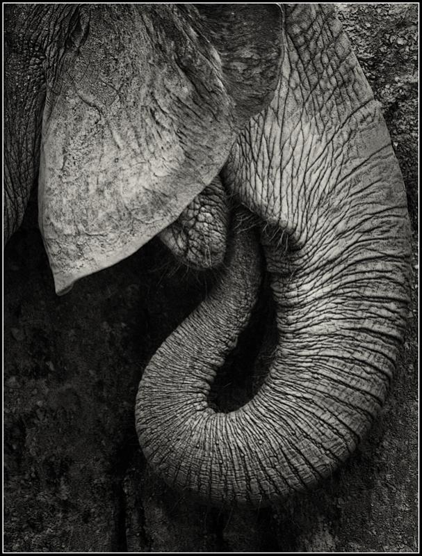 Name:  ElephantsMemoryBampW_zpsac9b9f23.jpg
Views: 408
Size:  116.8 KB