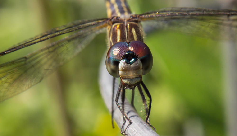 Name:  19461d1409276023-dragonfly-wire-img_5587.jpg
Views: 1287
Size:  230.6 KB