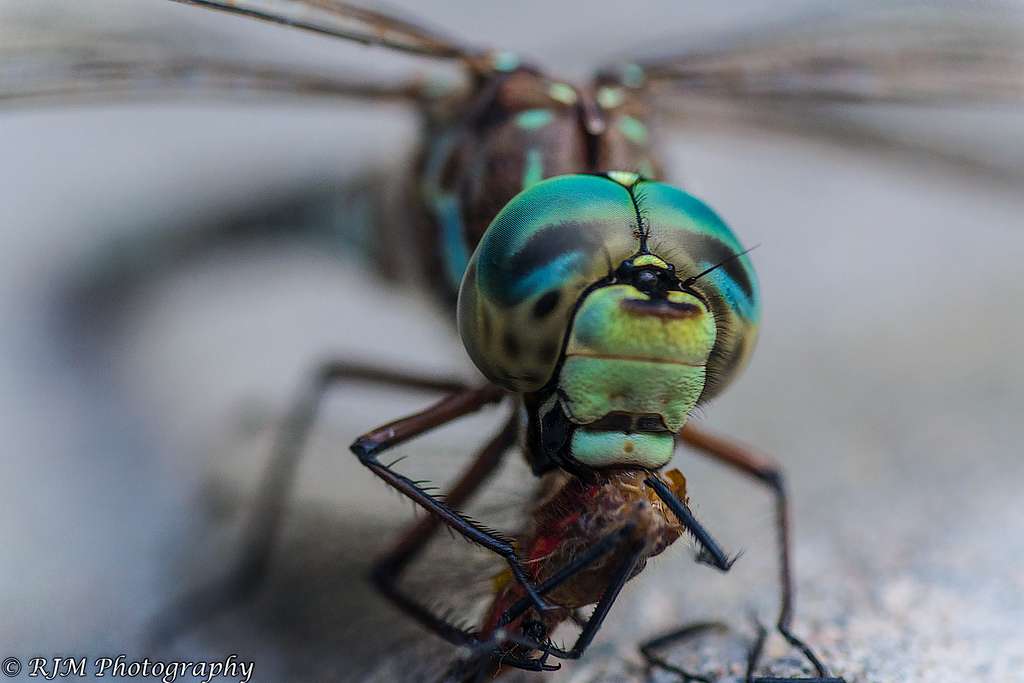 Name:  21366165976_1d122bcb14_b.jpg
Views: 624
Size:  262.5 KB