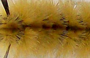 Name:  100_5913.JPG
Views: 258
Size:  23.5 KB
