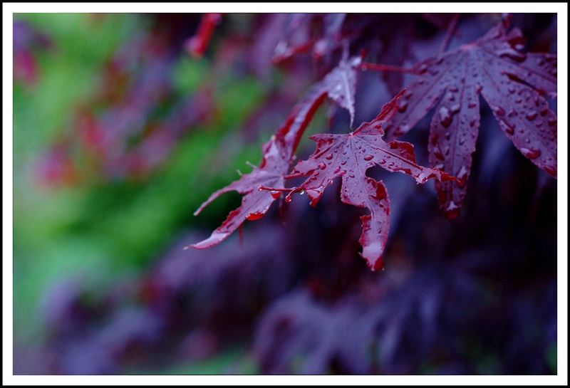 Name:  IMG_8764_edited.jpg
Views: 291
Size:  115.9 KB