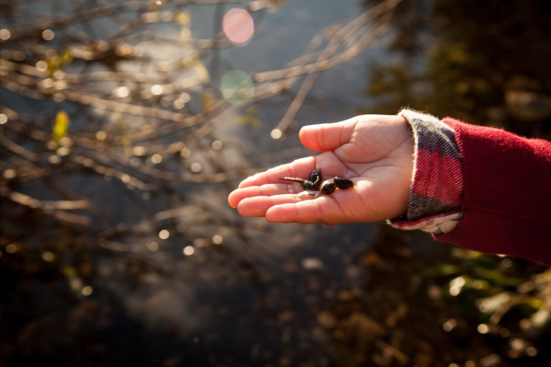 Name:  tadpoles.jpg
Views: 733
Size:  69.2 KB