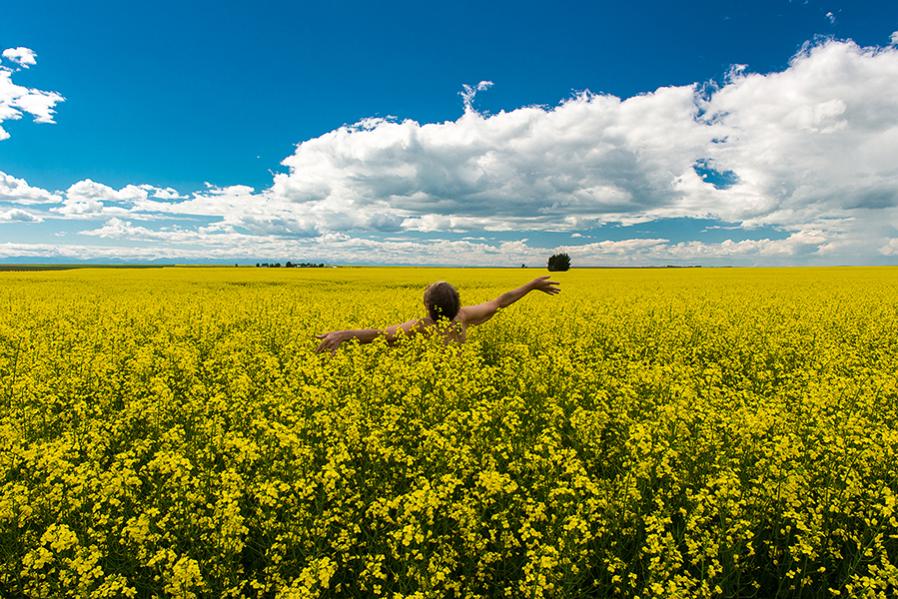 Name:  Canola MK-64969  © 2016-60.jpg
Views: 583
Size:  147.4 KB