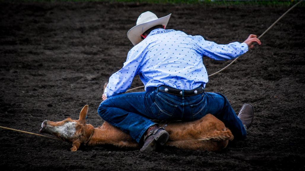 Name:  Calf Ropping 02-9359.jpg
Views: 351
Size:  88.5 KB
