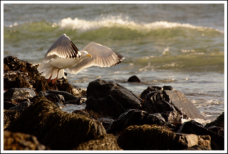 Name:  IMG_6645_edited.jpg
Views: 411
Size:  208.5 KB