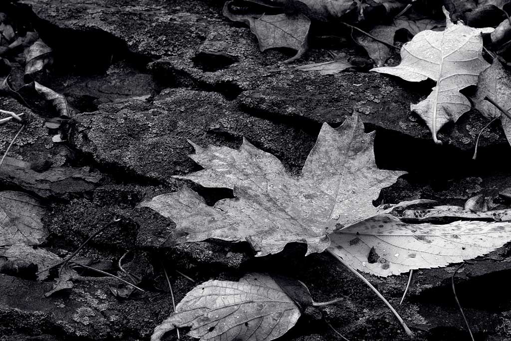 Name:  Autumn.jpg
Views: 362
Size:  191.4 KB