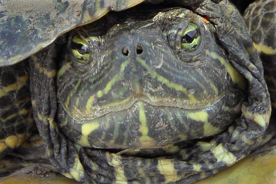 Name:  Turtle.jpg
Views: 545
Size:  94.1 KB