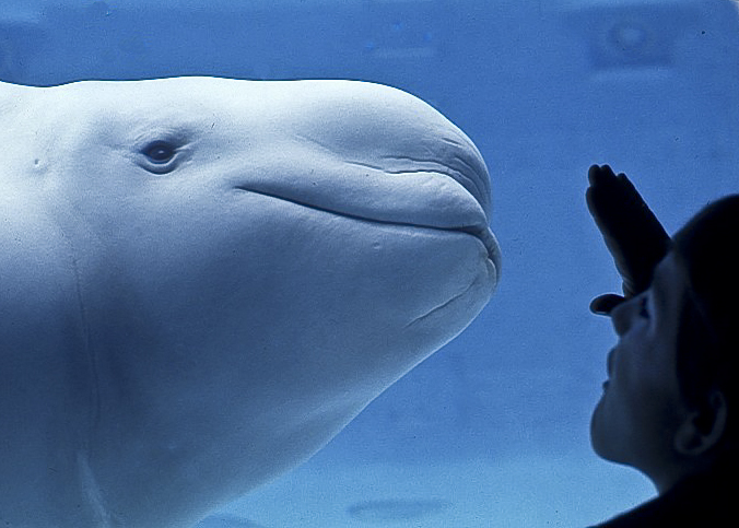 Name:  fauna,Marineland,Vancouver,1973  .jpg
Views: 614
Size:  228.0 KB