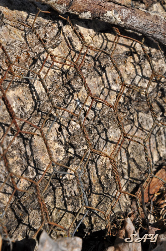 Name:  Chicken Wire 1.jpg
Views: 350
Size:  222.6 KB