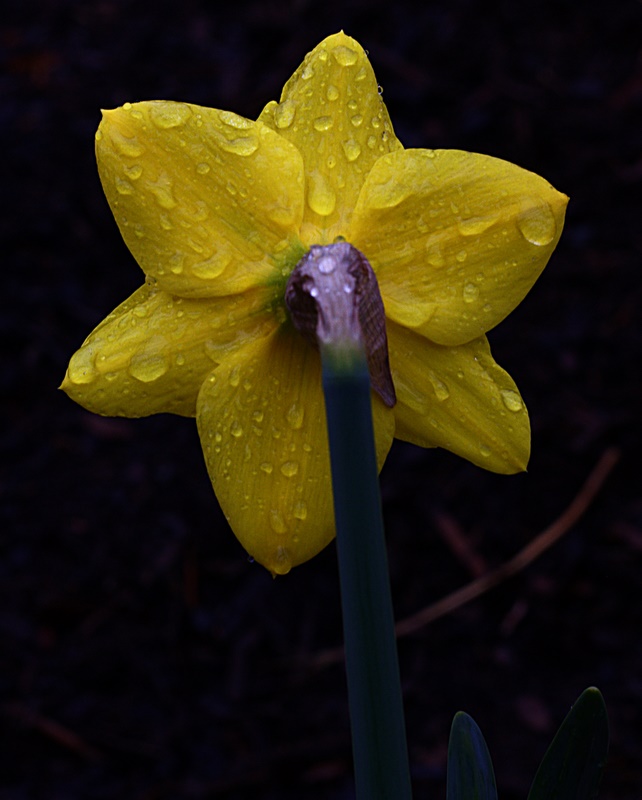 Name:  IMG_7396_edited.jpg
Views: 439
Size:  109.8 KB