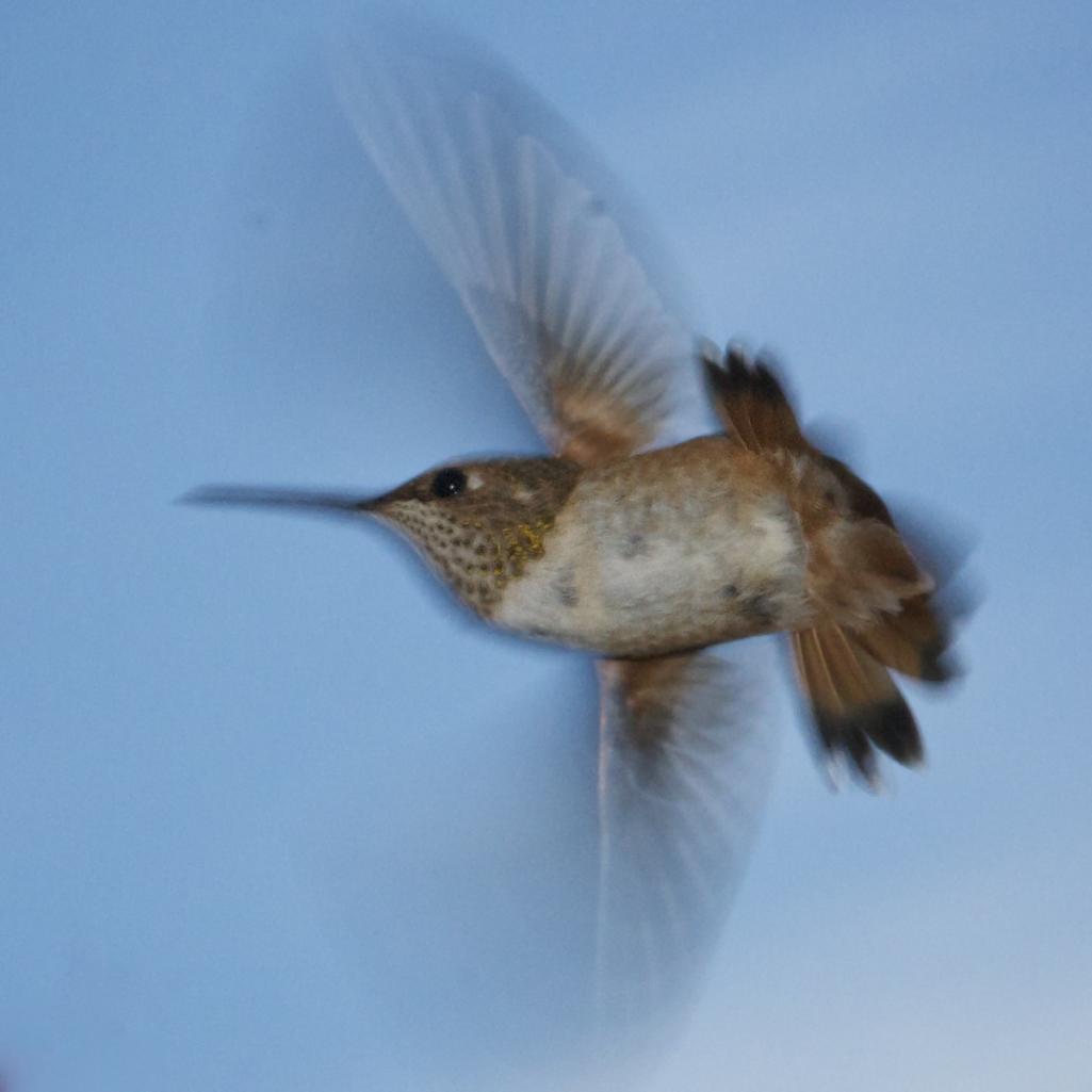 Name:  Hummingbird005_square 1024x1024.jpg
Views: 374
Size:  51.4 KB