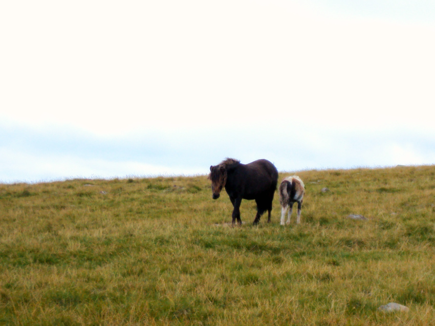 Name:  Dartmoor - mare and foal.jpg
Views: 360
Size:  189.8 KB
