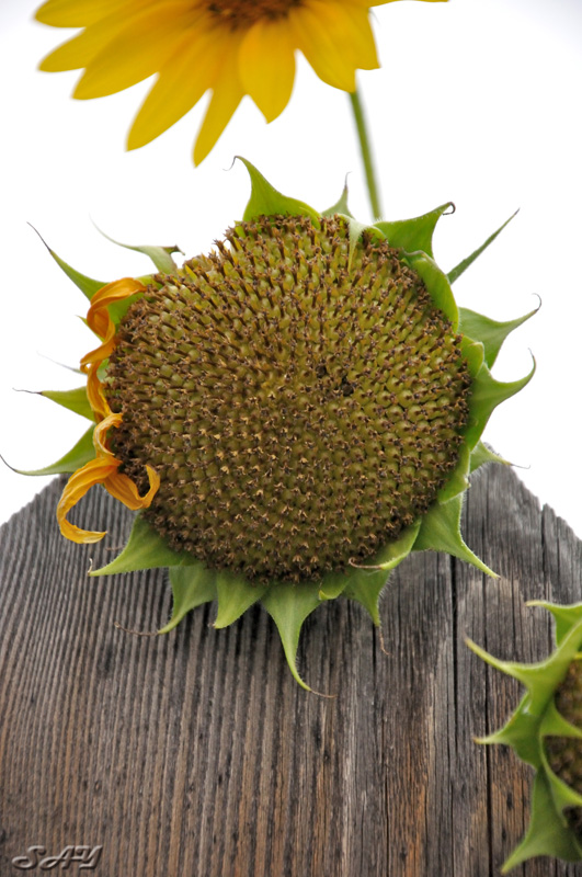 Name:  Sunflowers 3.jpg
Views: 303
Size:  191.2 KB