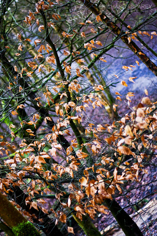 Name:  IMG_5004-Edit.jpg
Views: 491
Size:  261.4 KB