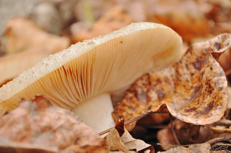 Name:  Mushroom 8.jpg
Views: 253
Size:  158.4 KB