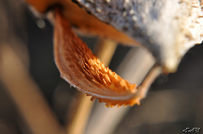Name:  Milkweed 12.jpg
Views: 496
Size:  120.7 KB