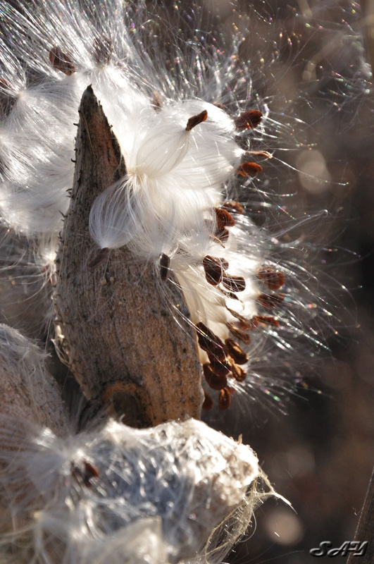 Name:  Milkweed 6.jpg
Views: 505
Size:  206.9 KB
