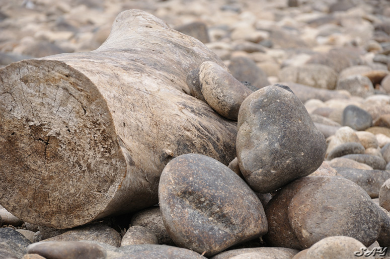 Name:  Stump 1.jpg
Views: 415
Size:  214.2 KB