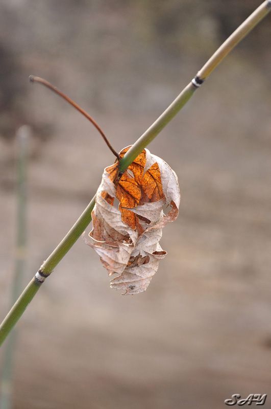 Name:  Leaf 2.jpg
Views: 347
Size:  107.8 KB