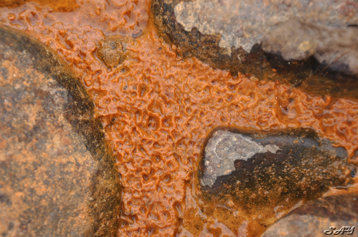 Name:  Sludge 2.jpg
Views: 344
Size:  215.7 KB