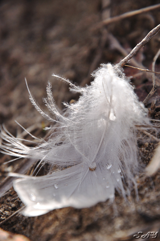 Name:  Feather 1.jpg
Views: 230
Size:  165.9 KB