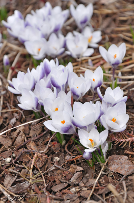 Name:  Crocus 2.jpg
Views: 522
Size:  215.3 KB