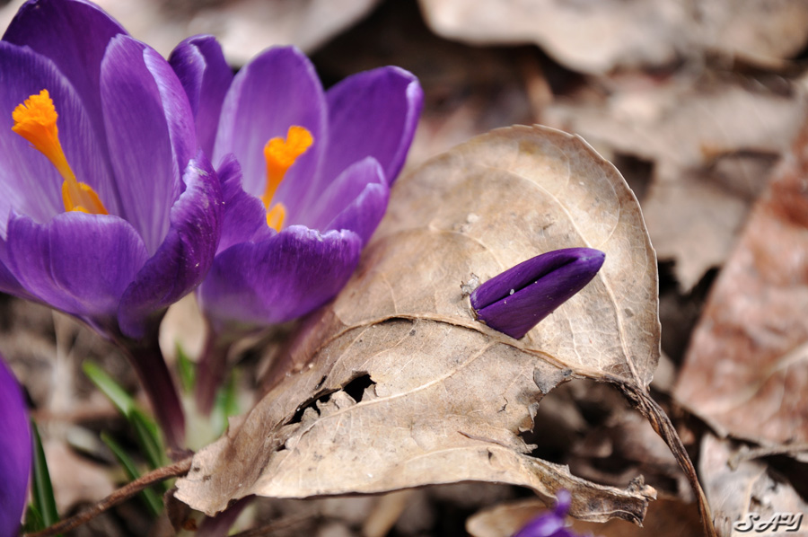 Name:  Crocus 13a.jpg
Views: 741
Size:  201.4 KB