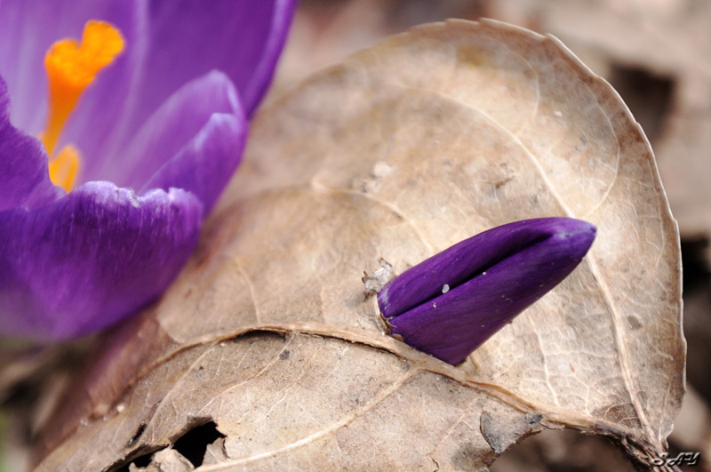 Name:  Crocus 13b.jpg
Views: 174
Size:  164.3 KB