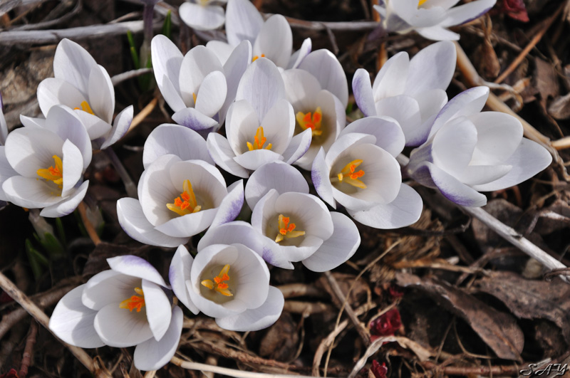 Name:  Crocus 7.jpg
Views: 185
Size:  188.6 KB