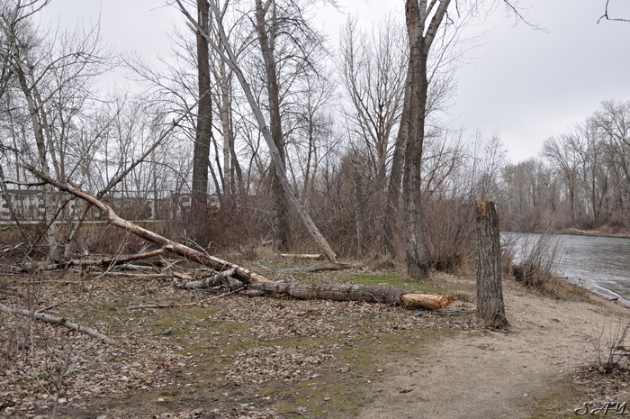 Name:  Tree 1.jpg
Views: 588
Size:  224.8 KB