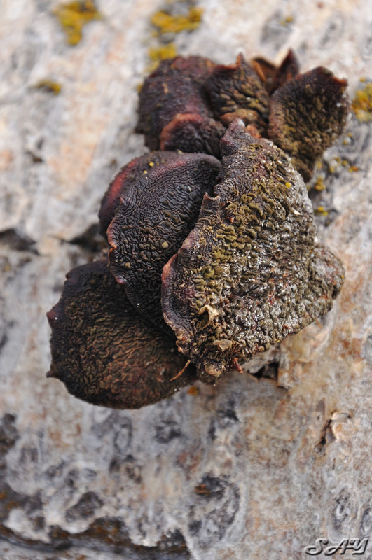 Name:  Mushroom 8.jpg
Views: 593
Size:  216.6 KB