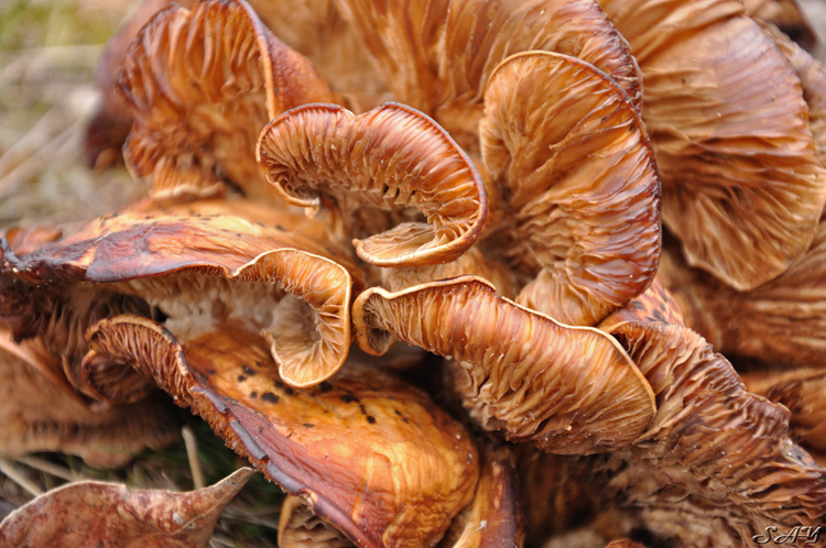 Name:  Mushroom 5.jpg
Views: 581
Size:  220.9 KB
