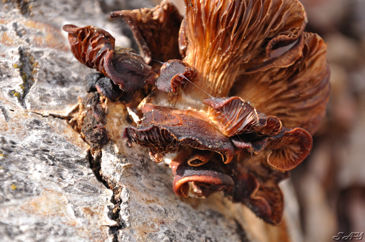 Name:  Mushroom 7.jpg
Views: 606
Size:  221.7 KB