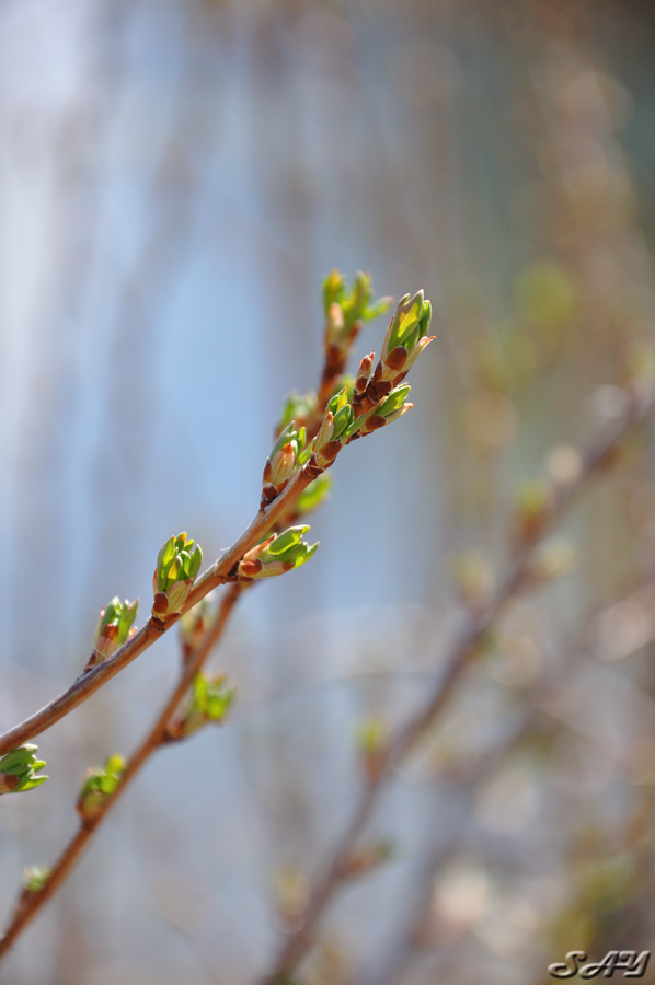 Name:  Leaves 1.jpg
Views: 391
Size:  114.1 KB